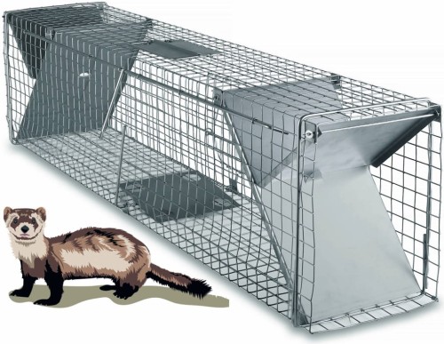 żywołapka na kuny.jpg